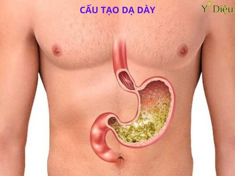 Cấu tạo của dạ dày trong hệ tiêu hóa